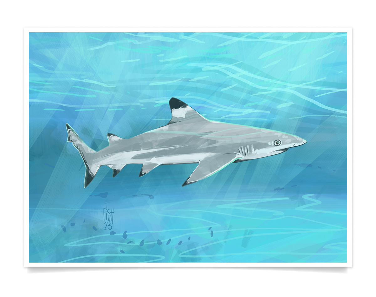Fonds Marins #01.